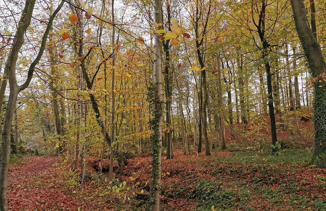 De Groene Hoeve-1